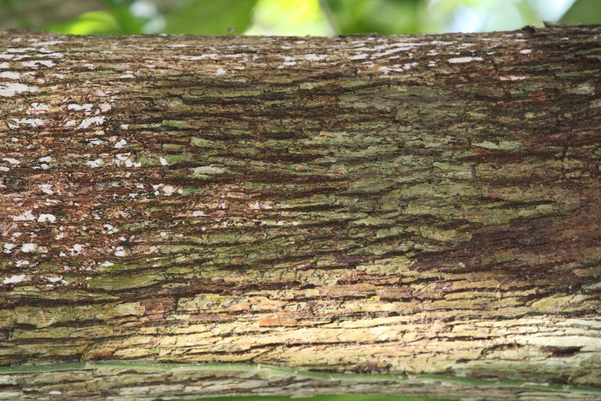 Chrysophyllum cainito L.